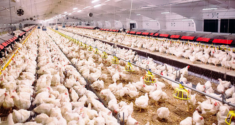 Poultry Farm Products